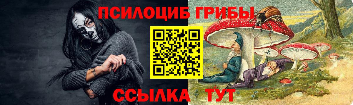 купить наркотики сайты  Псилоцибиновые грибы GOLDEN TEACHER  Курчалой  Вход с VPN  Псилоцибиновые грибы мухоморы 